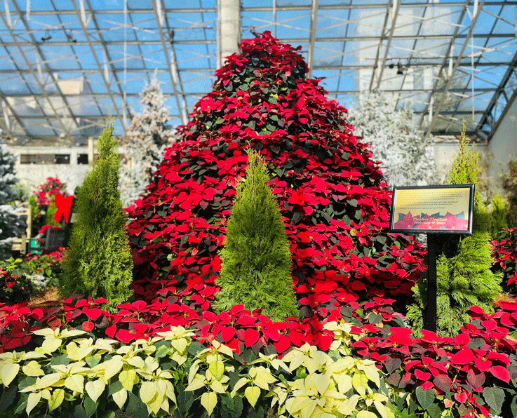 Timeless Tradition 2023 Poinsettia Tree 3 sm