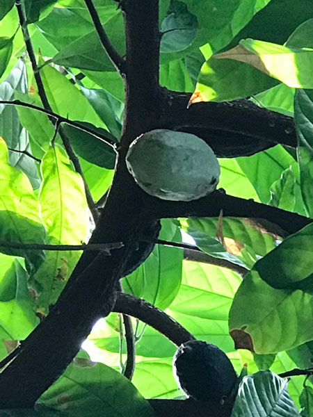 IMG 3210 chocolate tree pod 3