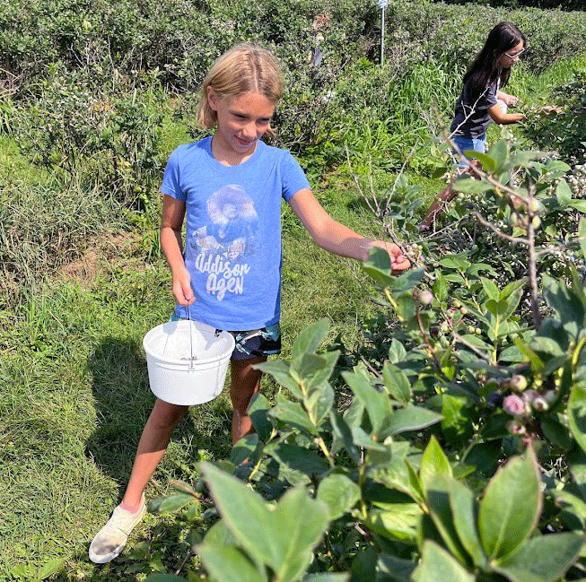 Berry Pickingsm2