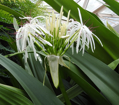 Crinum Lily sq