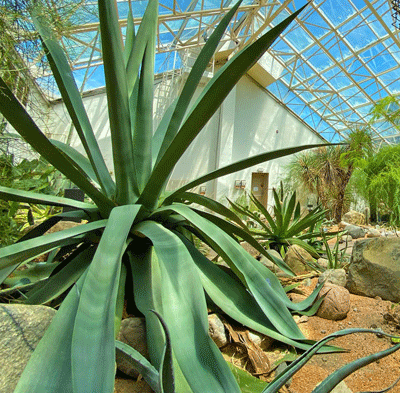 Desert Gardensq