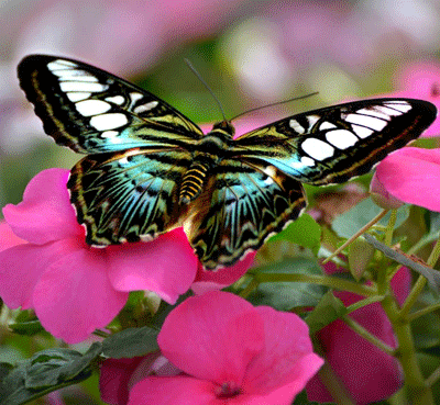 clipper butterflysq
