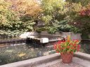 terrace_pond_and_geraniums_