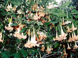 angels trumpet_showcase_garden