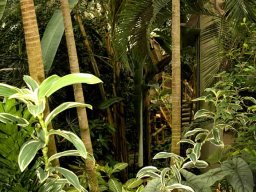 butterfly_palms_tropical_garden
