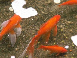 goldfish_tropical_garden