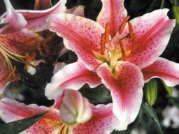 lily