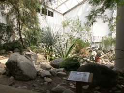 mesquite_tree_and_agave_desert_garden