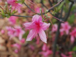 outside_gardens