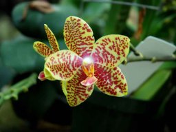 phalaenopsis_orchid_tropical_garden
