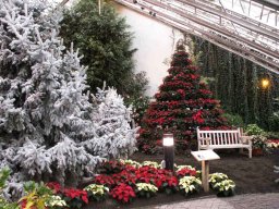 poinsettia_tree_and_flocked_spruce_tree_showcase_garden