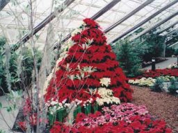 poinsettias