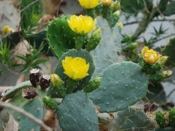 prickly_pear_in_bloom_desert_garden