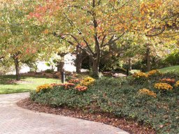 red_maple_and_fall_mums_exploration_-garden