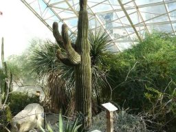 saguaro_cactus_desert_garden