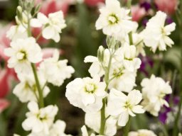 stock_spring_exhibit_showcase_garden