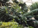 breadfruit_tree_tropical_garden
