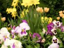 daffodils_pansies_and_tulips_spring-exhibit_showcase_garden