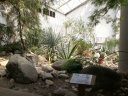 mesquite_tree_and_agave_desert_garden