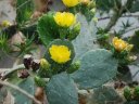 prickly_pear_in_bloom_desert_garden