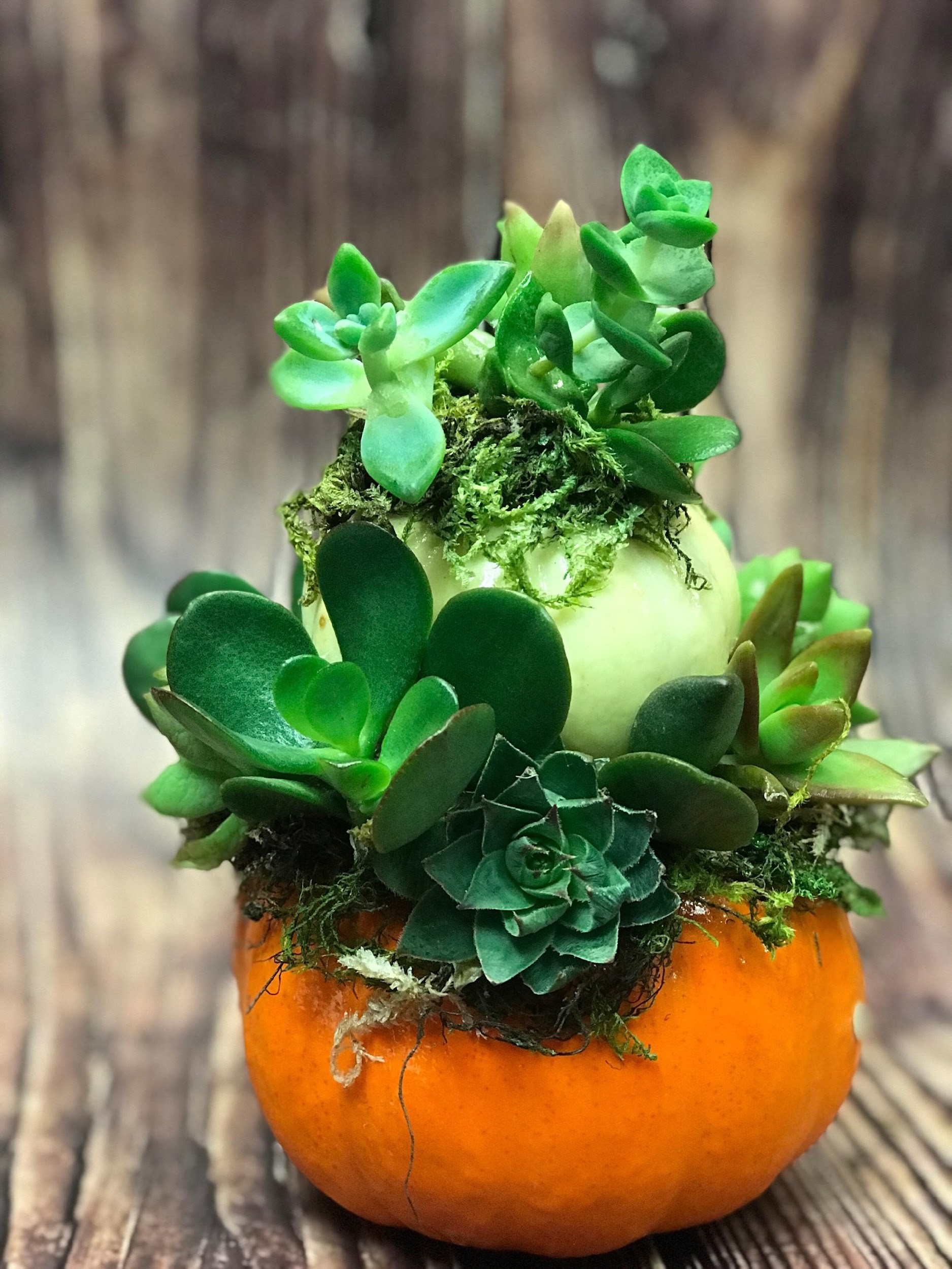 succulent pumpkin